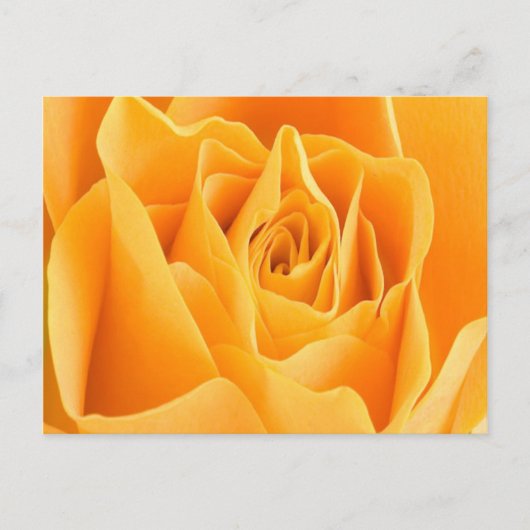 Roos Petal Briefkaart (Voorkant)