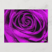 Roos Petals 2 Briefkaart (Achterkant)