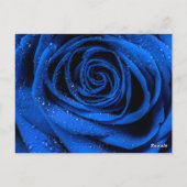 Roos Petals 3 Briefkaart (Achterkant)