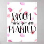 Roos Petals Bloom Poster (Voorkant)