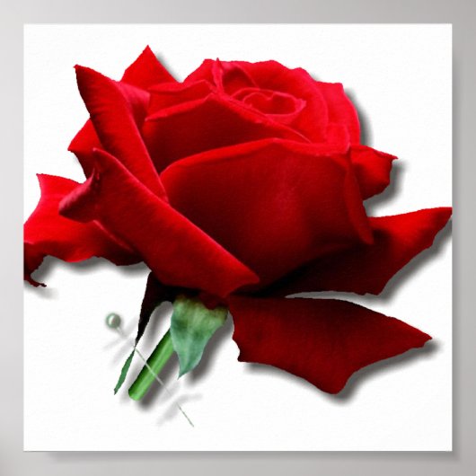 Roos Poster (Voorkant)