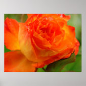 Roos Poster (Voorkant)