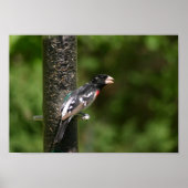 roos poster (Voorkant)