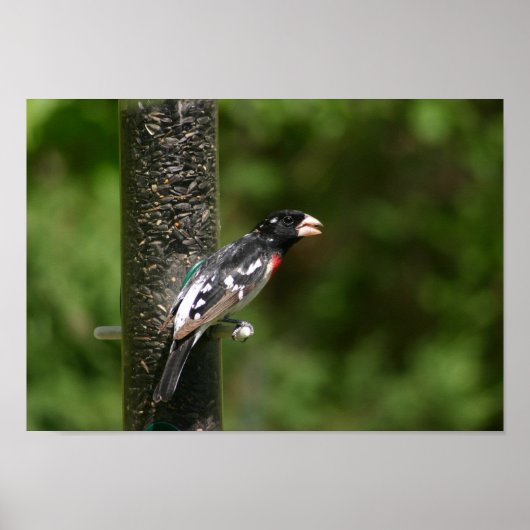 roos poster (Voorkant)