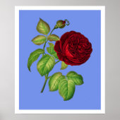 Roos Poster (Voorkant)