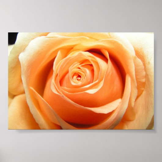 Roos Poster (Voorkant)