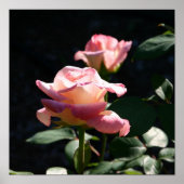 roos poster (Voorkant)