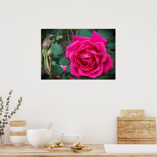 Roos, Poster (Keuken)