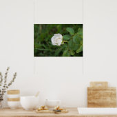 Roos Poster (Keuken)