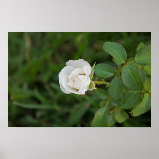 Roos Poster (Voorkant)