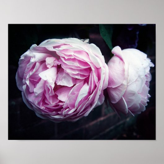 Roos Poster (Voorkant)