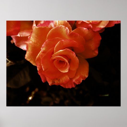 roos poster (Voorkant)