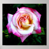 Roos Poster (Voorkant)