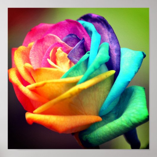 Roos Poster (Voorkant)