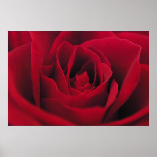 Roos Poster (Voorkant)