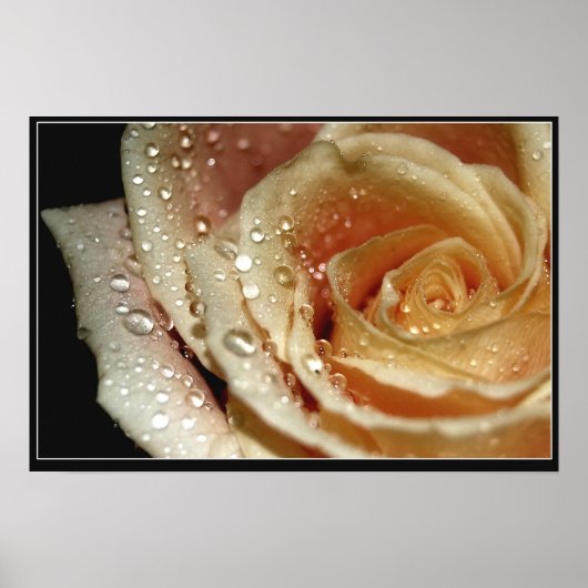 Roos Poster (Voorkant)