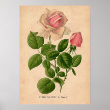Roos Poster afdrukken