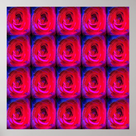 Roos Red Miami, poster (Voorkant)