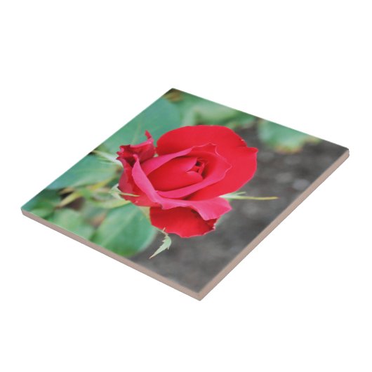 Roos Red Tegeltje (Zijkant)