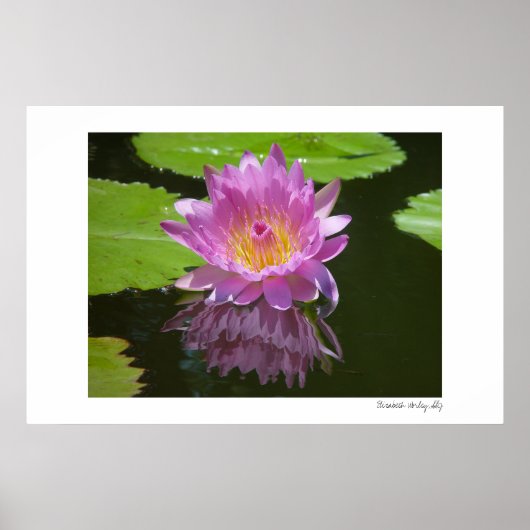 Roos reflectie poster (Voorkant)