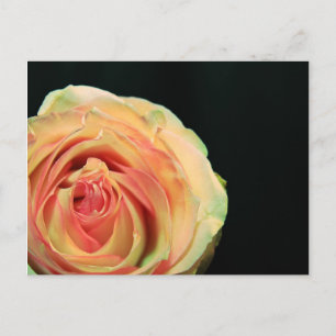 Roos Reflecties Briefkaart