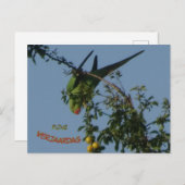 Roos-Ringed Parakeet DIY Birthday Briefkaart (Voorkant / Achterkant)
