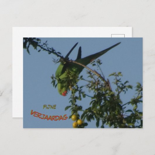 Roos-Ringed Parakeet DIY Birthday Briefkaart (Voorkant / Achterkant)