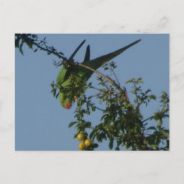 Roos-Ringed Parakeet DIY Briefkaart