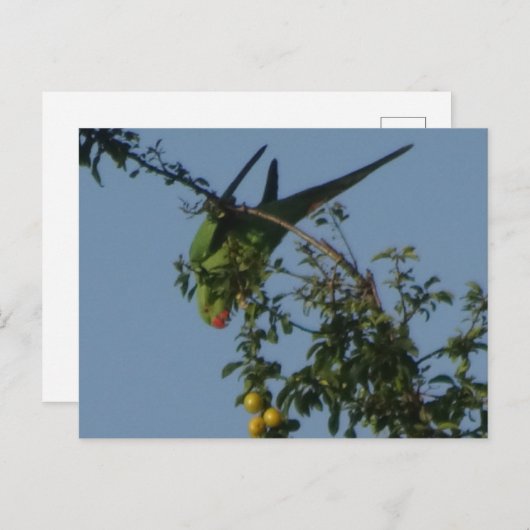 Roos-Ringed Parakeet DIY Briefkaart (Voorkant / Achterkant)