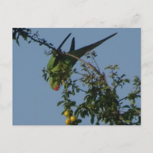 Roos-Ringed Parakeet DIY Briefkaart (Voorkant)
