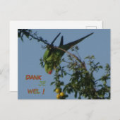 Roos-Ringed Paraket Dank u Briefkaart (Voorkant / Achterkant)