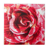 Roos rode en witte strepenfotografie tegeltje (Voorkant)