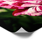 Roos Rood Roze Poster (Hoek)