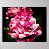 Roos Rood Roze Poster (Voorkant)