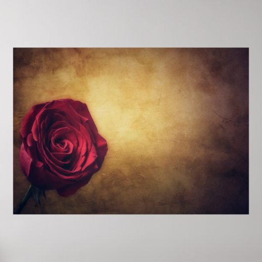 Roos roos bloom abstract romantisch poster (Voorkant)