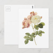 roos (Rosa damascena celsiana) van Redouté Briefkaart (Voorkant / Achterkant)