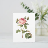 roos (Rosa muscosa) van Redouté Briefkaart (Staand voorkant)