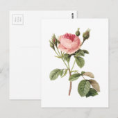 roos (Rosa muscosa) van Redouté Briefkaart (Voorkant / Achterkant)