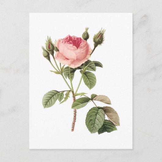 roos (Rosa muscosa) van Redouté Briefkaart (Voorkant)