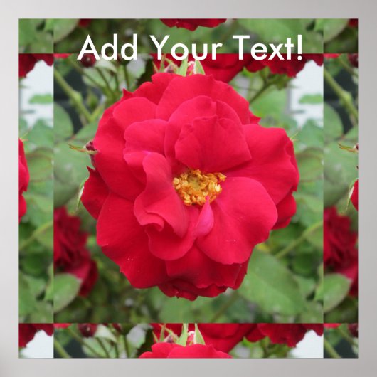 Roos Rote Blume Poster (Voorkant)