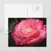Roos roze briefkaart (Voorkant / Achterkant)