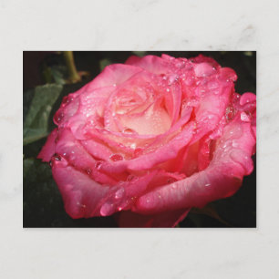 Roos roze briefkaart