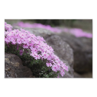 Roos Roze / Phlox Flowers Foto Afdruk