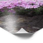 Roos Roze / Phlox Flowers Foto Afdruk (Hoek)