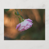 Roos 's ochtends briefkaart (Voorkant)