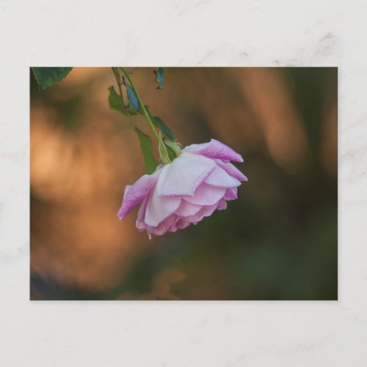 Roos 's ochtends briefkaart (Voorkant)