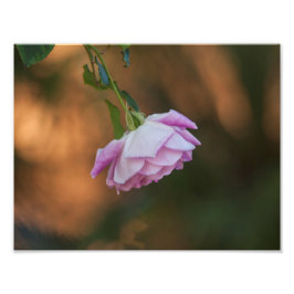 Roos 's ochtends foto afdruk