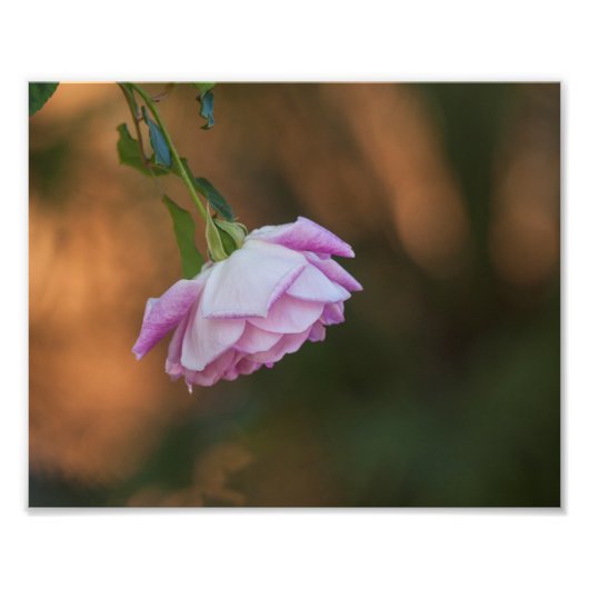 Roos 's ochtends foto afdruk (Voorkant)
