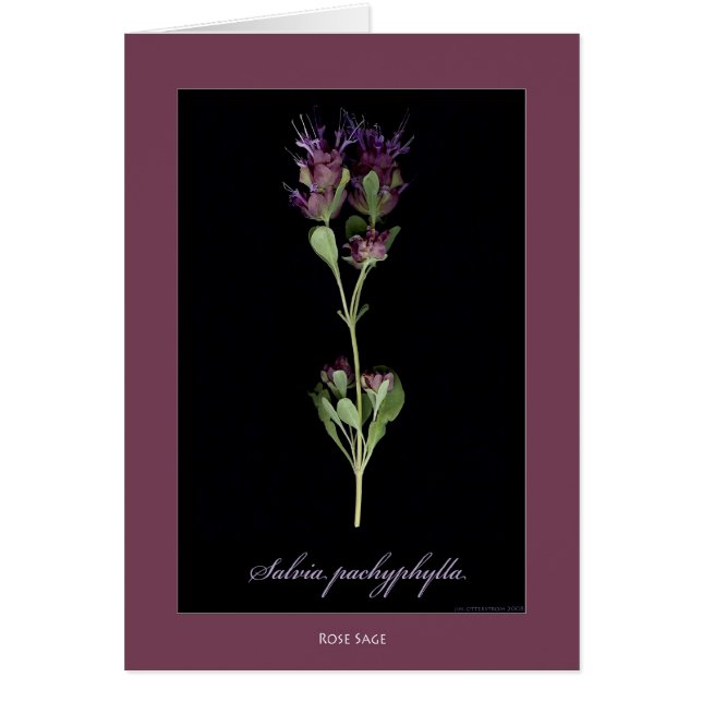 Roos Sage Botanische Print Kaarten (Voorkant)