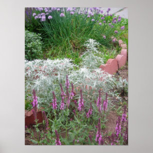 Roos salvia, artemesia en chives poster